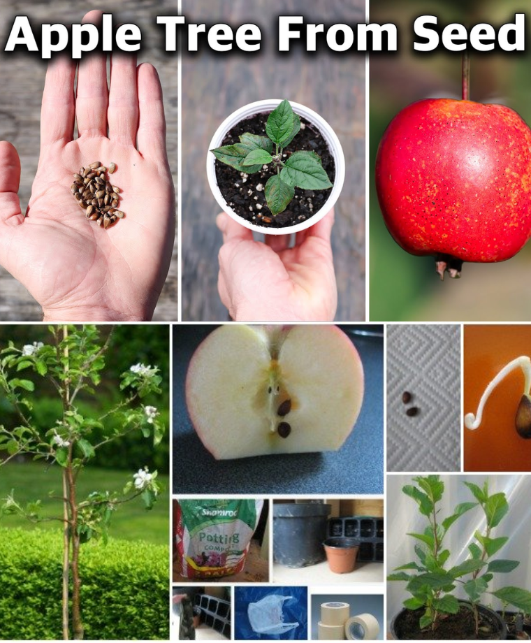 So Z Chten Sie Einen Apfelbaum Aus Samen Und Genie En Ihn Das Ganze