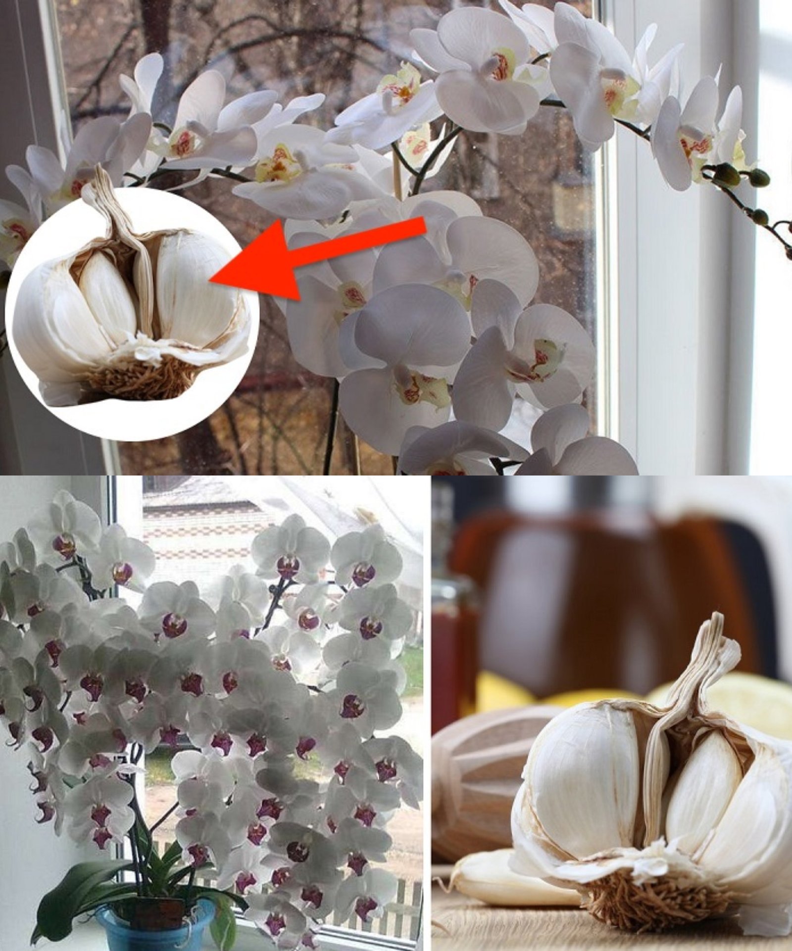 Knoblauch ist ein kompletter Retter für Orchidee nur 3 Zehen und