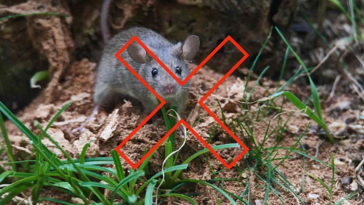 Die Duftpflanze, die Mäuse sofort aus dem Garten vertreibt Sie werden