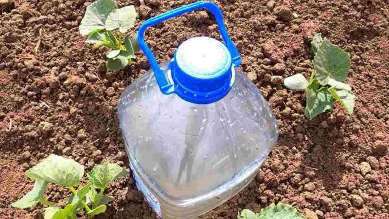 36+ Bewässerung Von Tomaten, Diese methoden ermöglichen eine