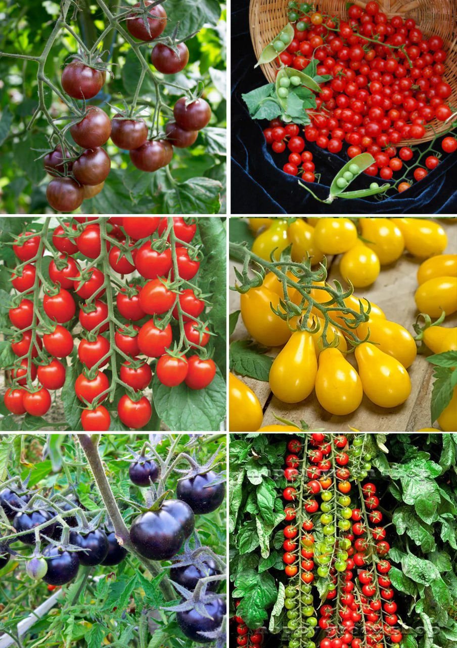 17 DER BESTEN KIRSCHTOMATEN FÜR IHREN GARTEN Omas beste Rezepte